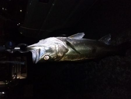 『バグる』でシーバス２匹！